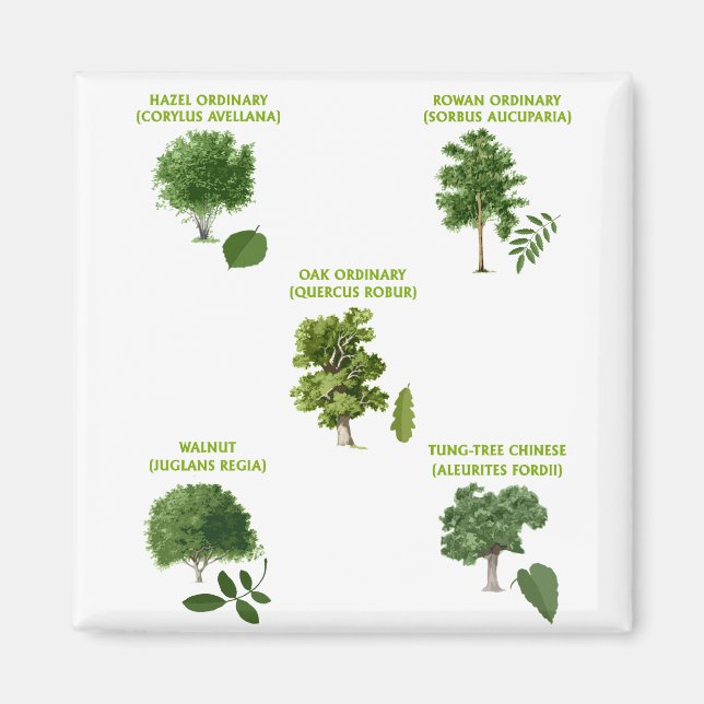 5 TRÄD MAGNET (Framsidan)