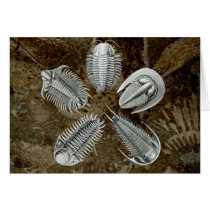 5 Trilobites-kort OBS Kort