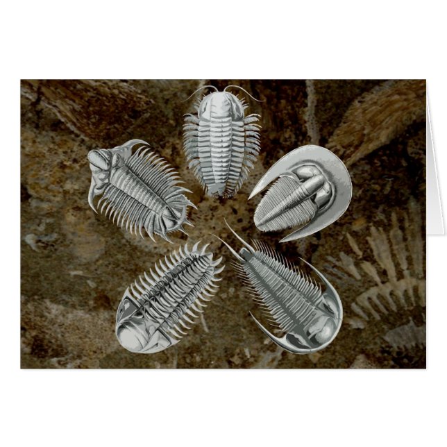 5 Trilobites-kort OBS Kort (Framsidan Horizontal)