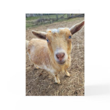 5-tums x7-mappat kort || Ginger