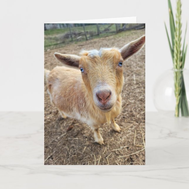 5-tums x7-mappat kort || Ginger (Framsida)