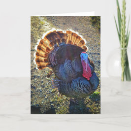 5-tums x7-mappat kort || Sunrise Thomas