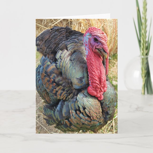 5-tums x7-mappat kort || Thomas i Straw (Framsida)