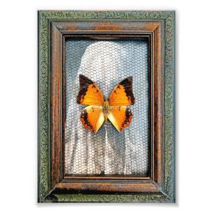 5-tums x 7-tums svart Charaxes Butterfly med svart Fototryck