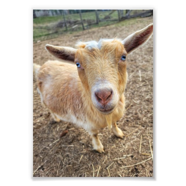 5"x7" fotoutskrift || Ginger Fototryck (Framsidan)