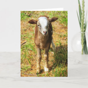 5"x7"-mappat kort   Scoutslambie