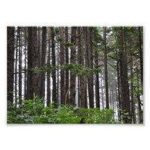 5 x 7 La Push 2nd Beach Trail