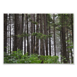 5 x 7 La Push 2nd Beach Trail Fototryck