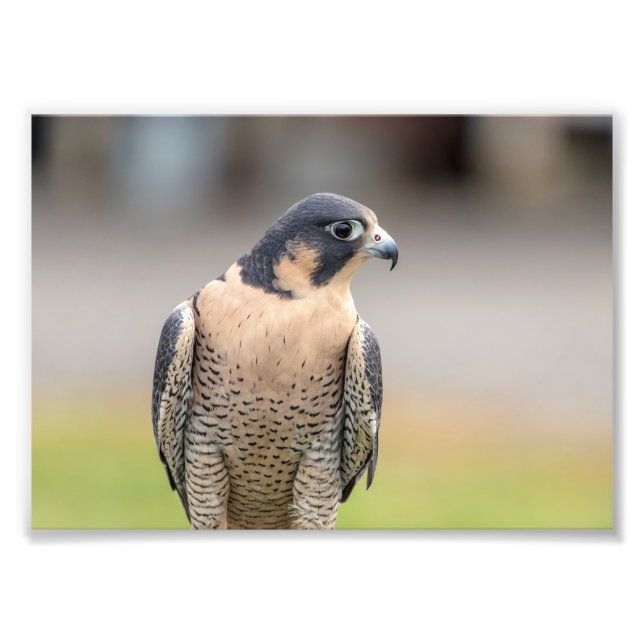 5 x 7 Peregrine Falcon Fototryck (Framsidan)