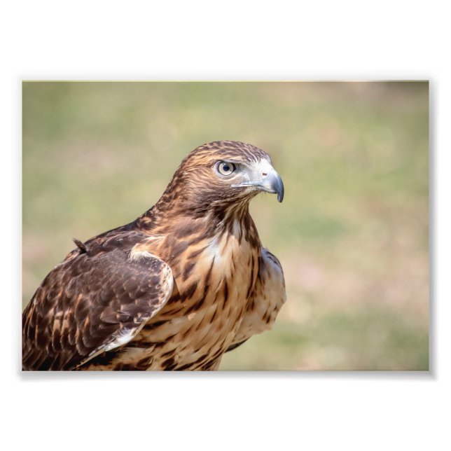 5 x 7 Red Tails Hawk Fototryck (Framsidan)