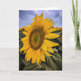 5 x 7 tomma anteckningskortsuppsättningar anteckningskort