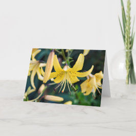 5 x 7 tomma anteckningskortsuppsättningar anteckningskort