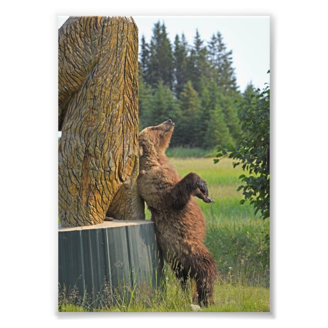 5x7-foto av grizzanbjörn fototryck (Framsidan)