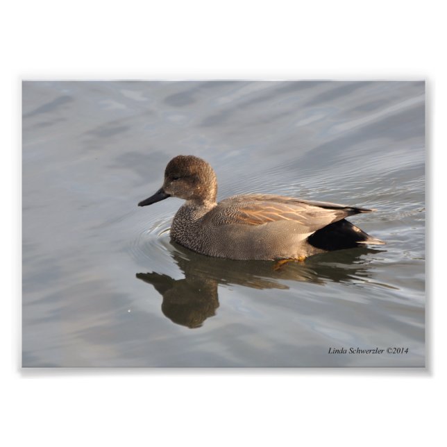 5X7 Gadwall Anka Fototryck (Framsidan)