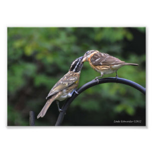 5X7 Grosbeak Mor och ungdomsbrottslighet Fototryck