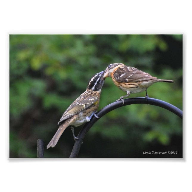 5X7 Grosbeak Mor och ungdomsbrottslighet Fototryck (Framsidan)