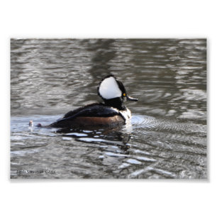5X7 Hooded Merganser Anka Fototryck