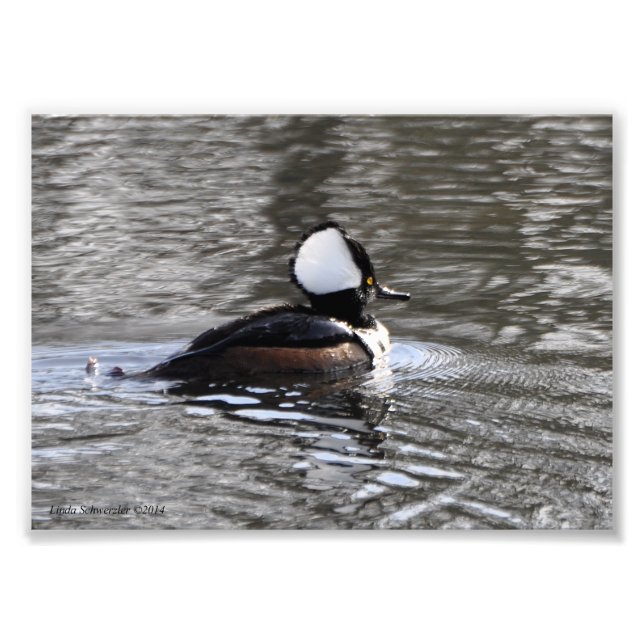 5X7 Hooded Merganser Anka Fototryck (Framsidan)
