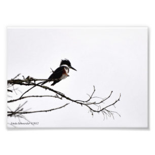 5X7 Kingfisher MOT Stark Himlar Fototryck