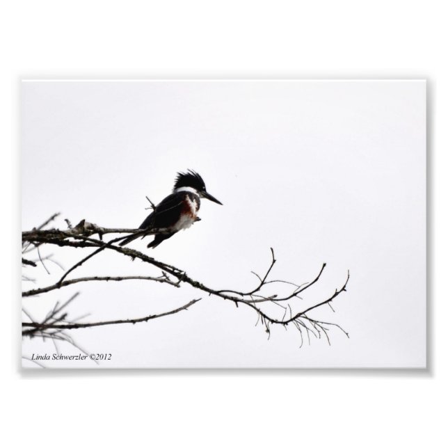 5X7 Kingfisher MOT Stark Himlar Fototryck (Framsidan)