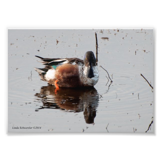 5X7 Norra Shoveler Anka Fototryck (Framsidan)