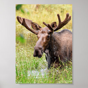 5x7 Poster Papprare (projektionsyta) av möss