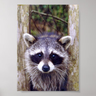 5x7 Poster Papprare (projektionsyta) av rackoon