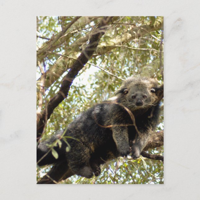 5x7 Postkortsmall Vykort (Framsida)