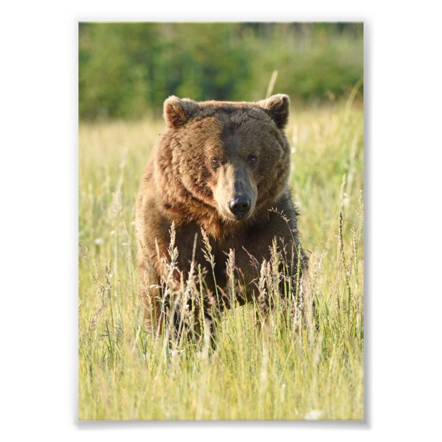 5x7 Satingfoto av grizzly Fototryck (Framsidan)