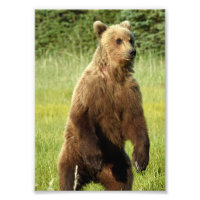 5x7 Satingfoto av grizzly
