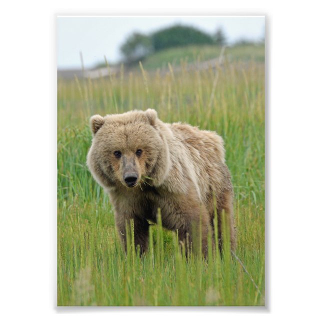 5x7 Satingfoto av grizzly Fototryck (Framsidan)