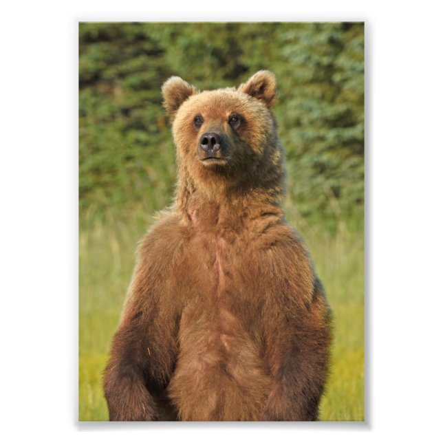 5x7 Satingfoto av grizzly Fototryck (Framsidan)