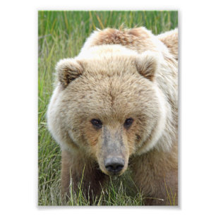 5x7 Satsfoto av grizzelbjörn Fototryck