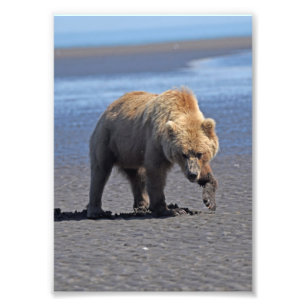 5x7 Satsfoto av grizzelbjörn Fototryck