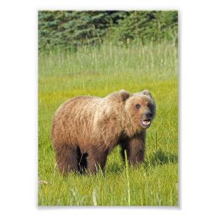 5x7 Satsfoto av grizzelbjörn Fototryck