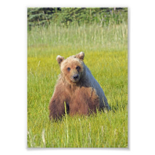 5x7 Satsfoto av grizzelbjörn Fototryck