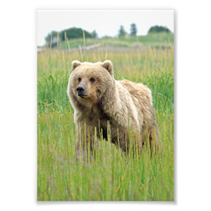 5x7 Satsfoto av grizzelbjörn Fototryck