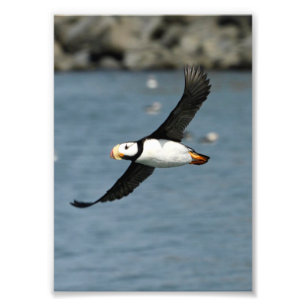 5x7 Satsfoto av puffin Fototryck