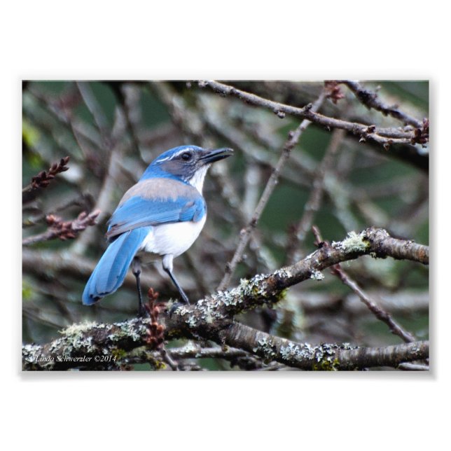 5X7 Westernt Blue Jay Fototryck (Framsidan)
