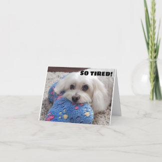 *60:e BIRTHDAY* HA HA HA (ROLIG HUND HUMOR) Kort