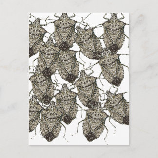 6-07-14 stink bugs rev.png vykort