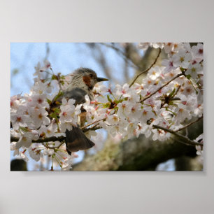 6×4 Körsbärsblomma Birdie Jeju Island Sydkorea Poster