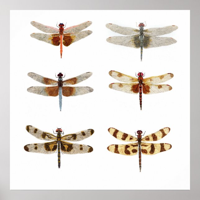 6 Dragonfly Species Poster (Framsidan)