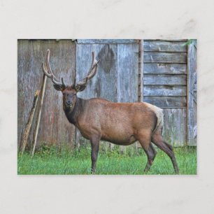 6 Point Bull Elk Photo Vykort