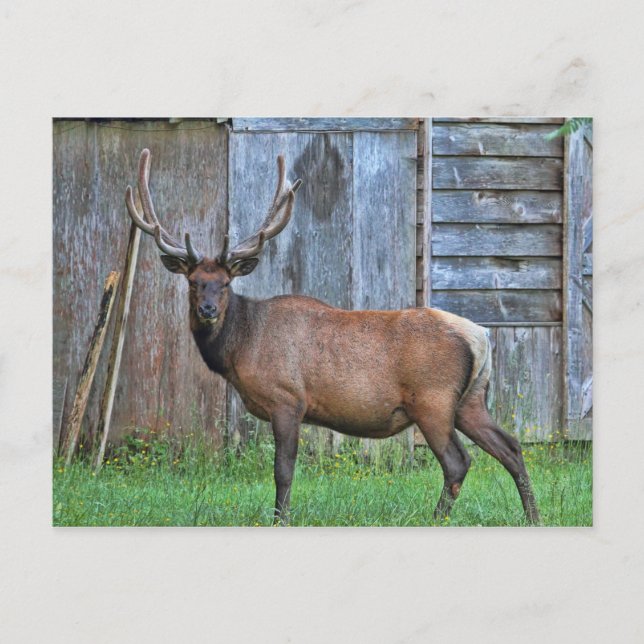 6 Point Bull Elk Photo Vykort (Framsida)