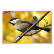 6 tum x 4 tum, Kodak Professionell Photo Papper (s