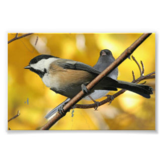 6 tum x 4 tum, Kodak Professionell Photo Papper (s Fototryck