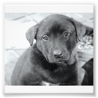 6 tum x 4 tum, Kodak Professionell Photo Papper (s Fototryck