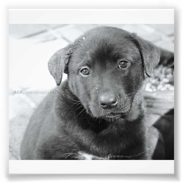 6 tum x 4 tum, Kodak Professionell Photo Papper (s Fototryck (Framsidan)