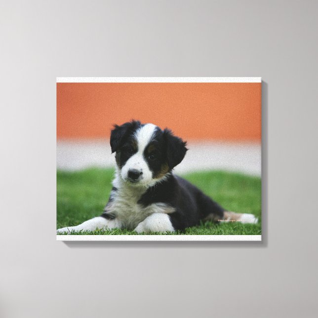 6 veckors gammal Gräns Collie Canvastryck (Framsida)